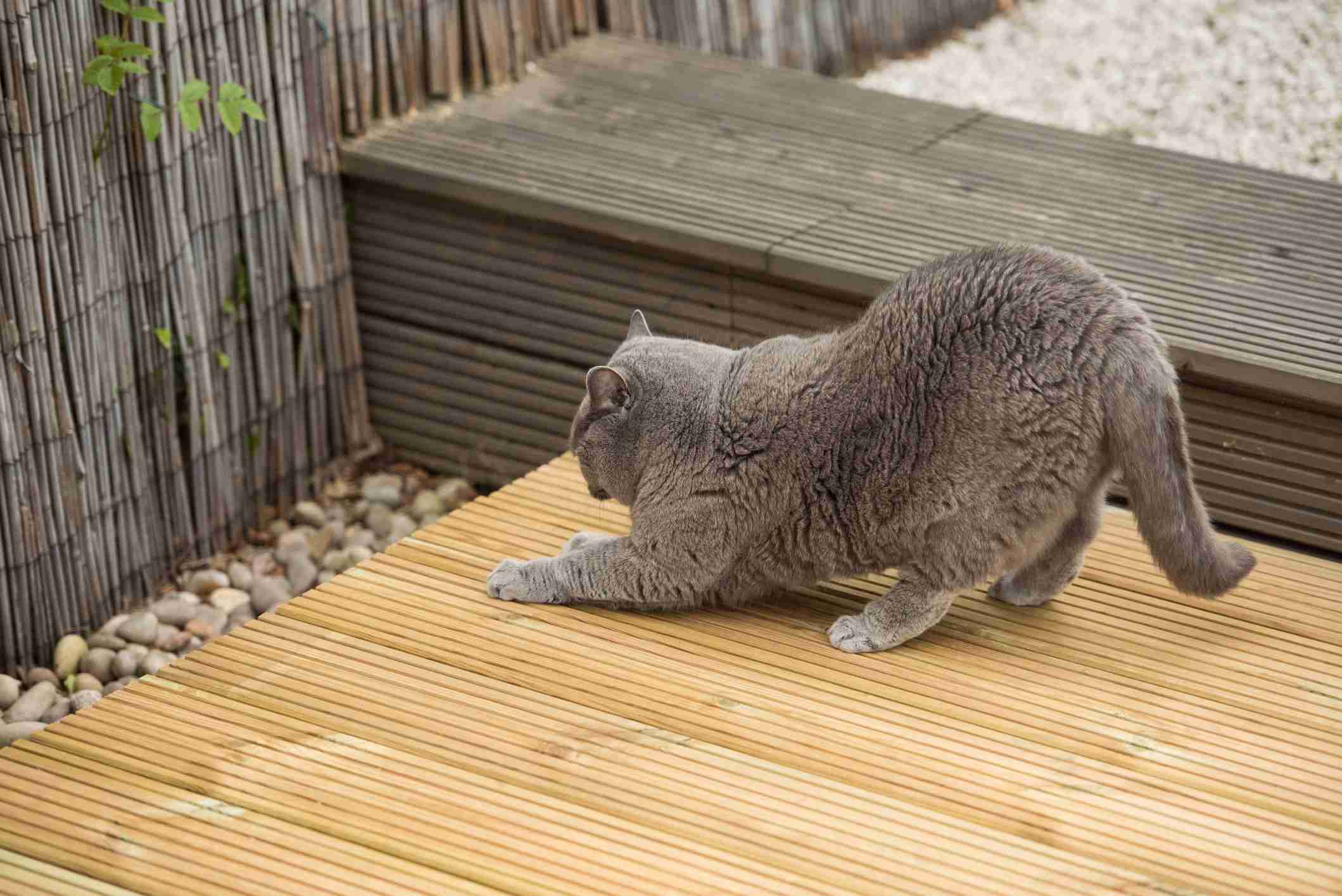 小猫和小胡子的木头和木头