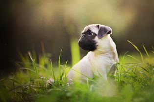 Puppy