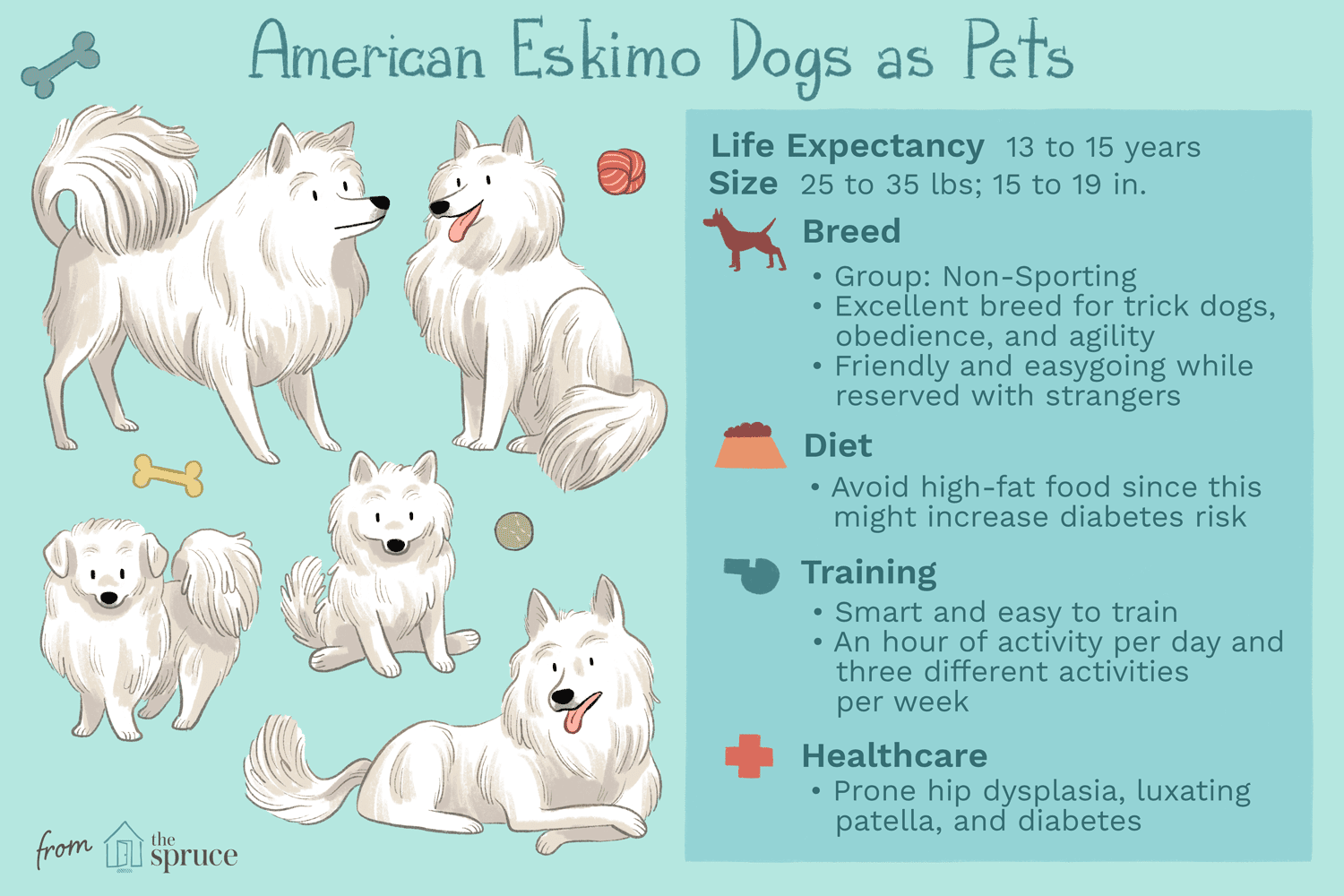 美国爱斯基摩犬作为宠物