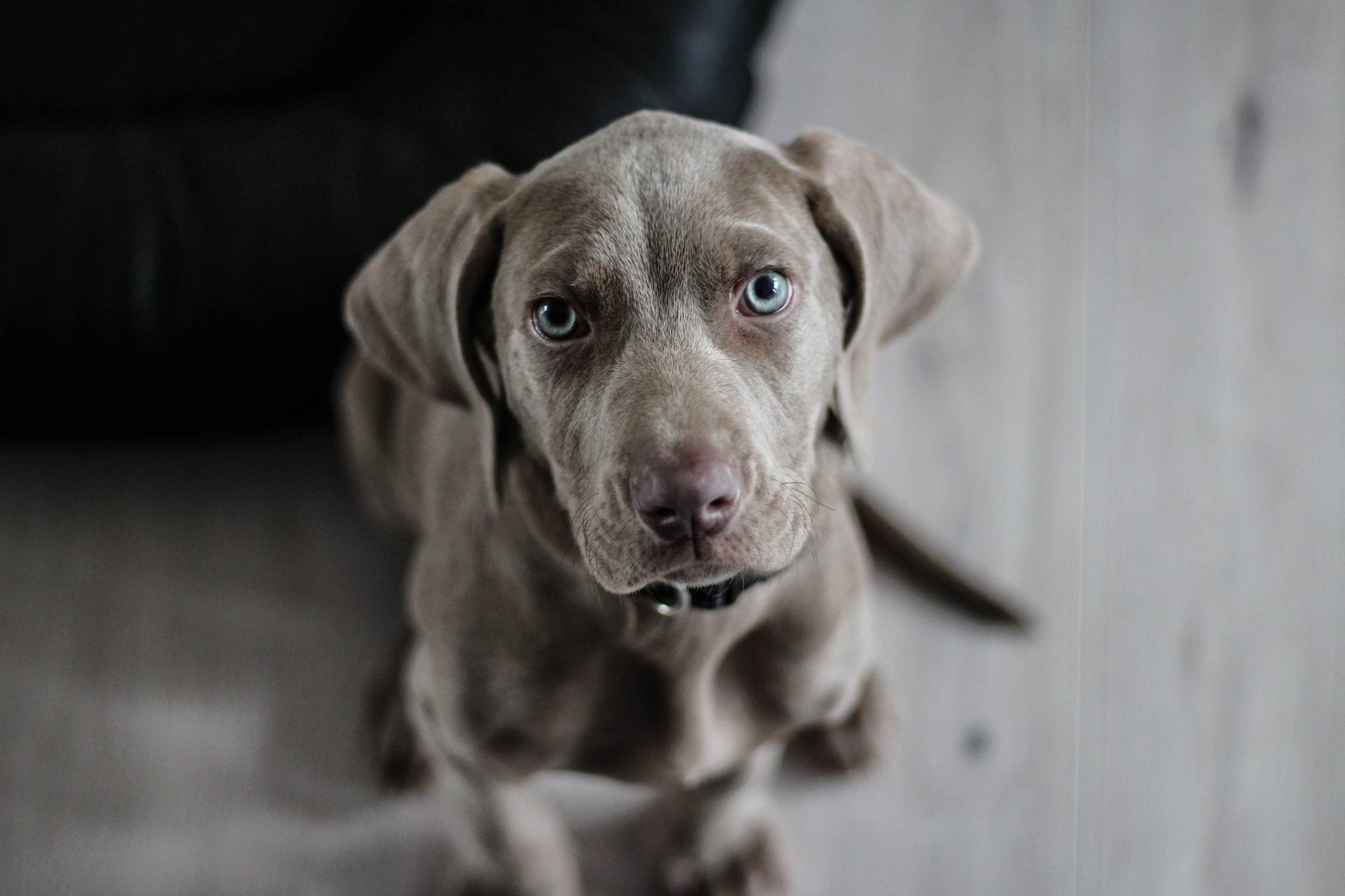 一只魏玛拉犬抬头看着镜头。