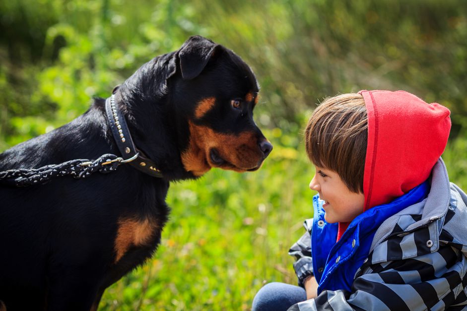 一个男孩站在一只罗威纳犬前
