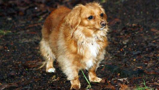 chiweenie