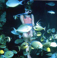 如何收集自己的热带水族鱼