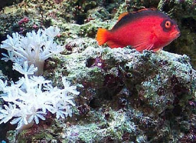 火焰hawkfish