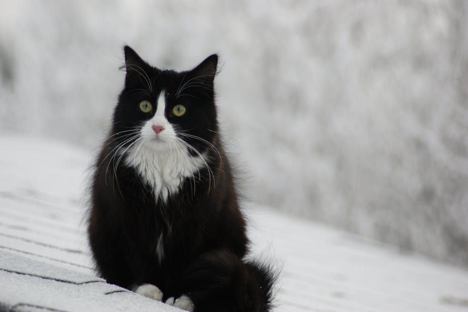 雪地里的一只黑白相间的挪威森林猫。