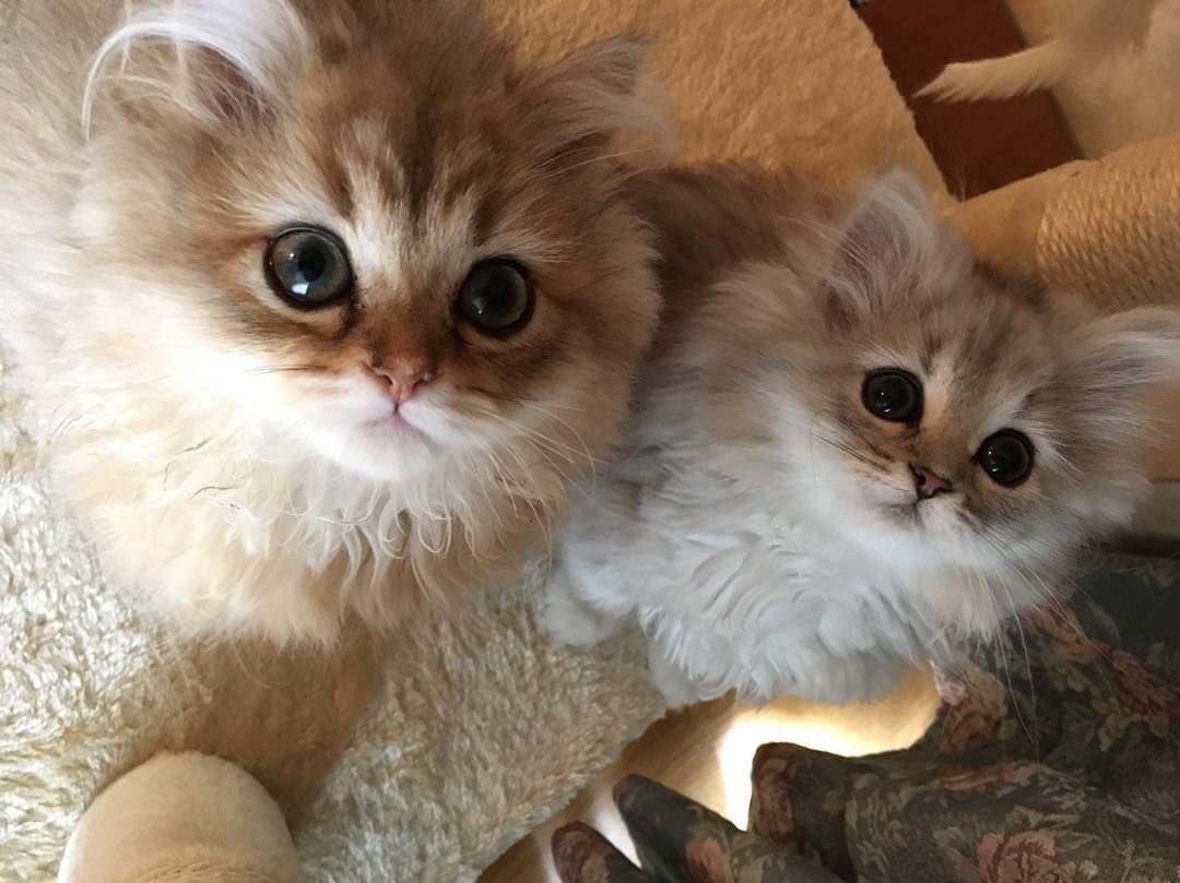 两只大眼睛、毛茸茸的白色小猫向上看