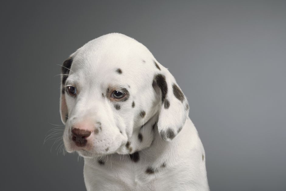 DalmatianFaceResize.jpg