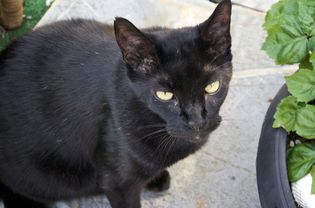 哈瓦那棕猫