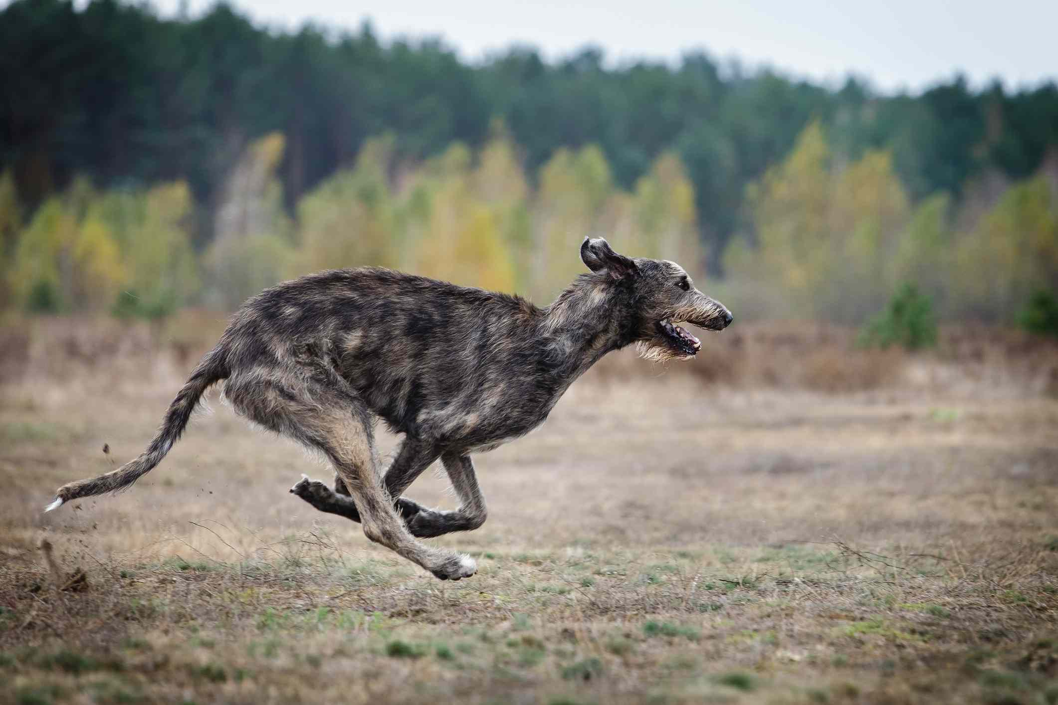 爱尔兰猎犬在野外