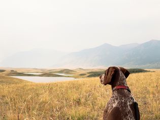 一只德国牧羊犬在山腰远足