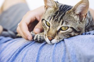 猫在撒谎