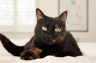 黑猫的小胡子和皮布在一起的皮肤