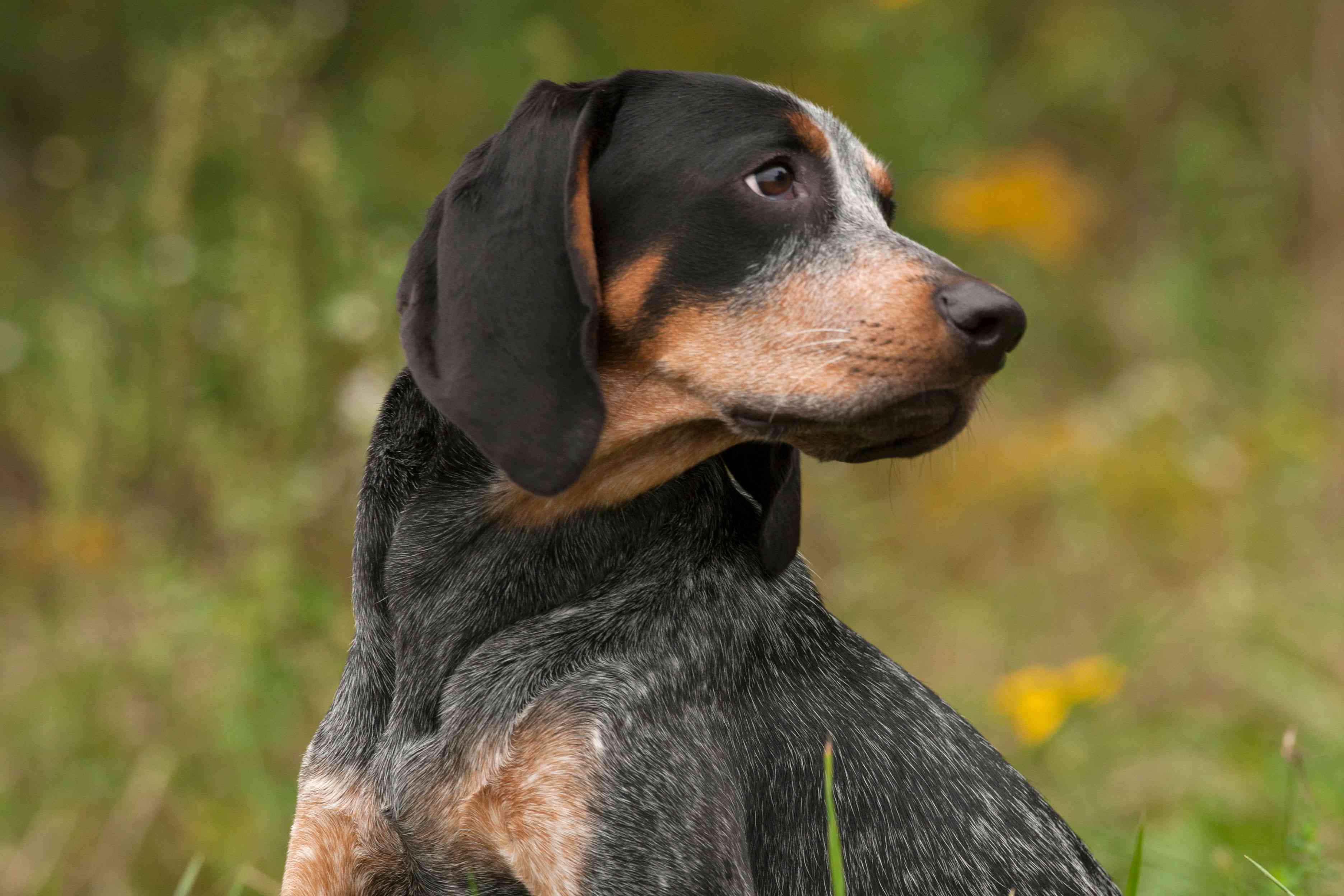 蓝蜱犬