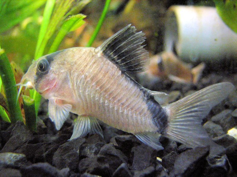 Corydoras metae