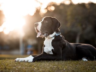 大丹犬在外面闲逛