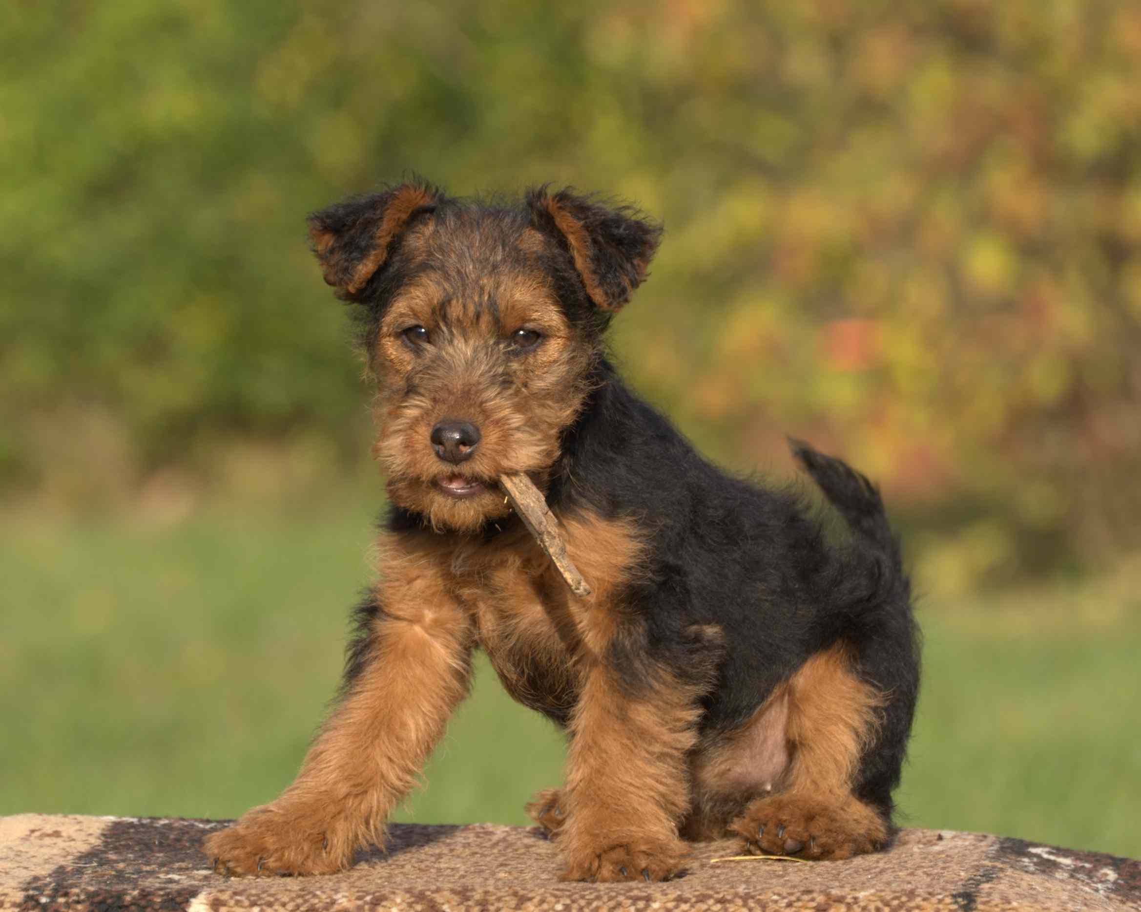 Puppy Welsh Terrier with chew