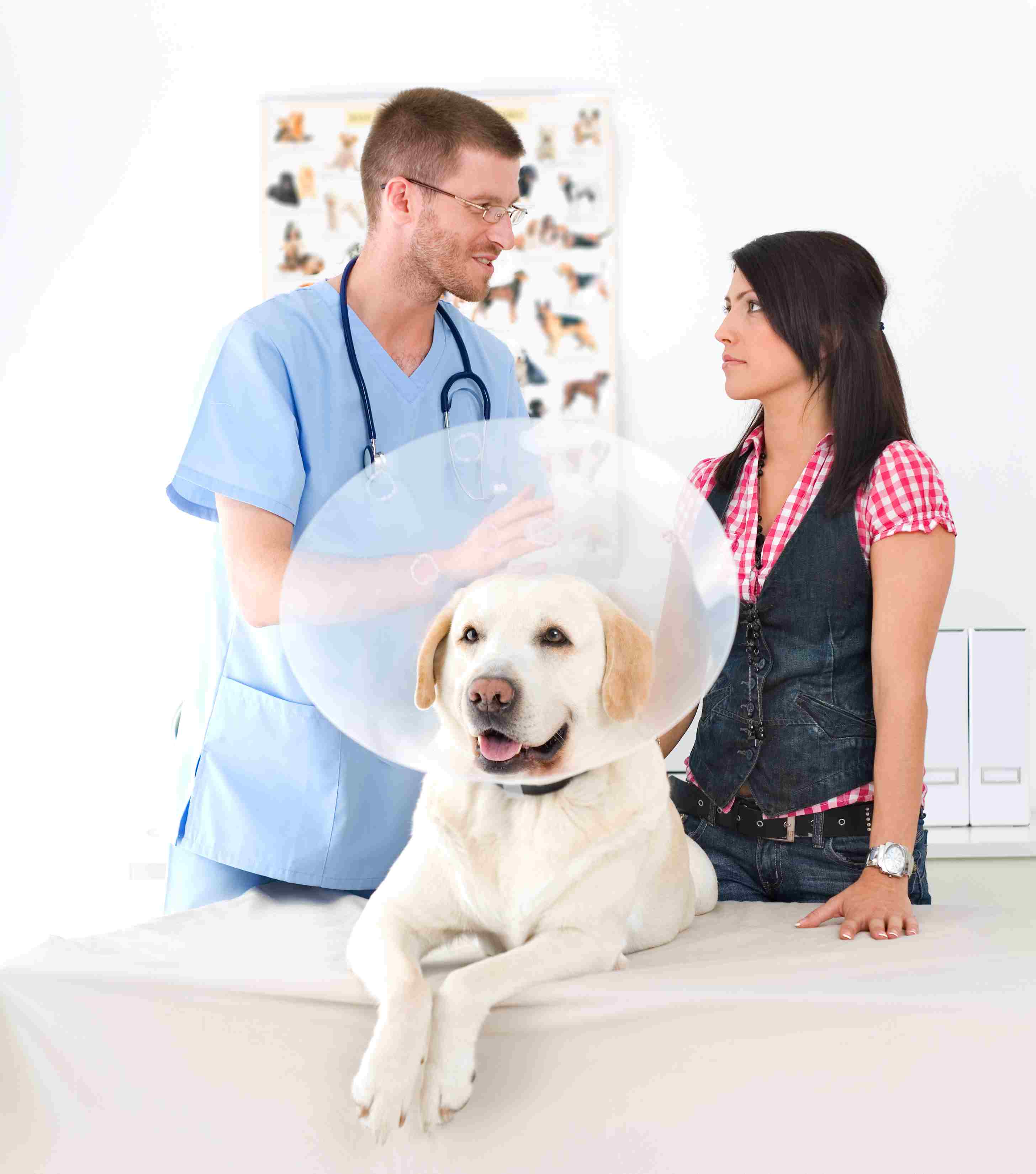 兽医和养拉布拉多猎犬的狗主人