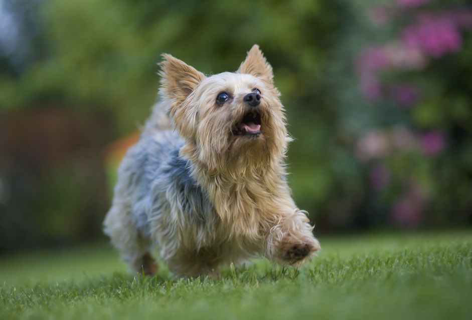 约克郡犬在草坪上奔跑