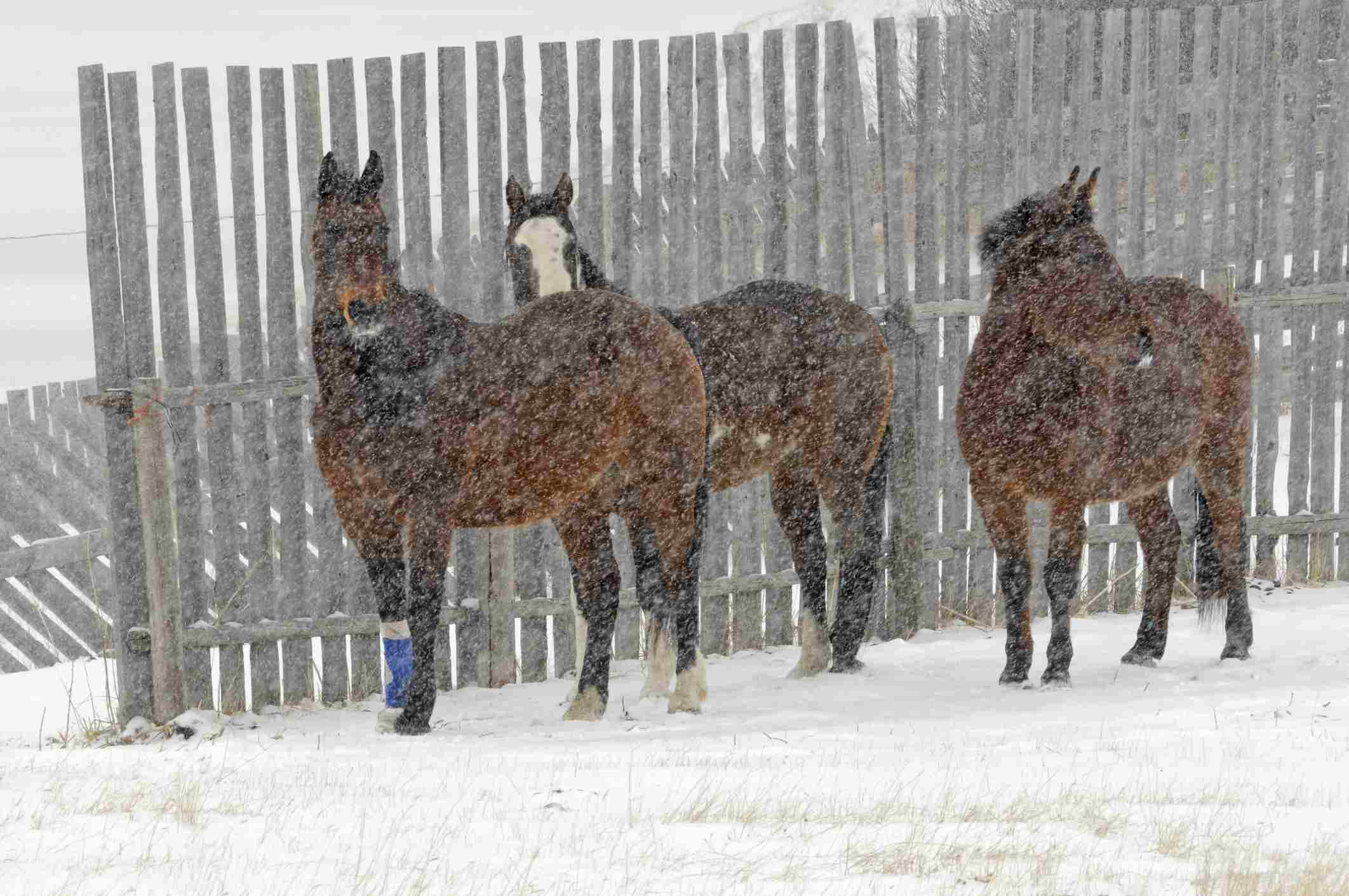 马在雪