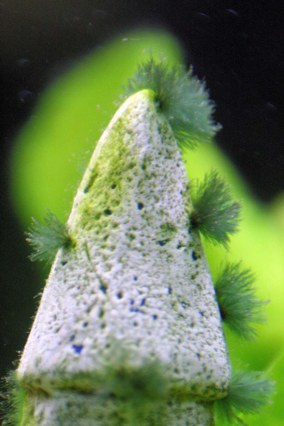 胡子藻类