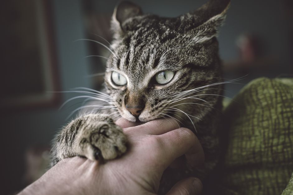 猫可能有攻击性问题，会咬抓它们的主人