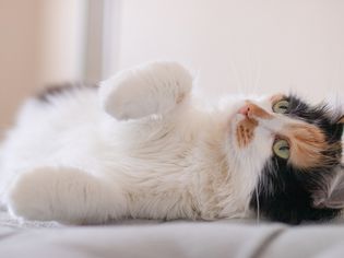 印花布猫在它的侧面