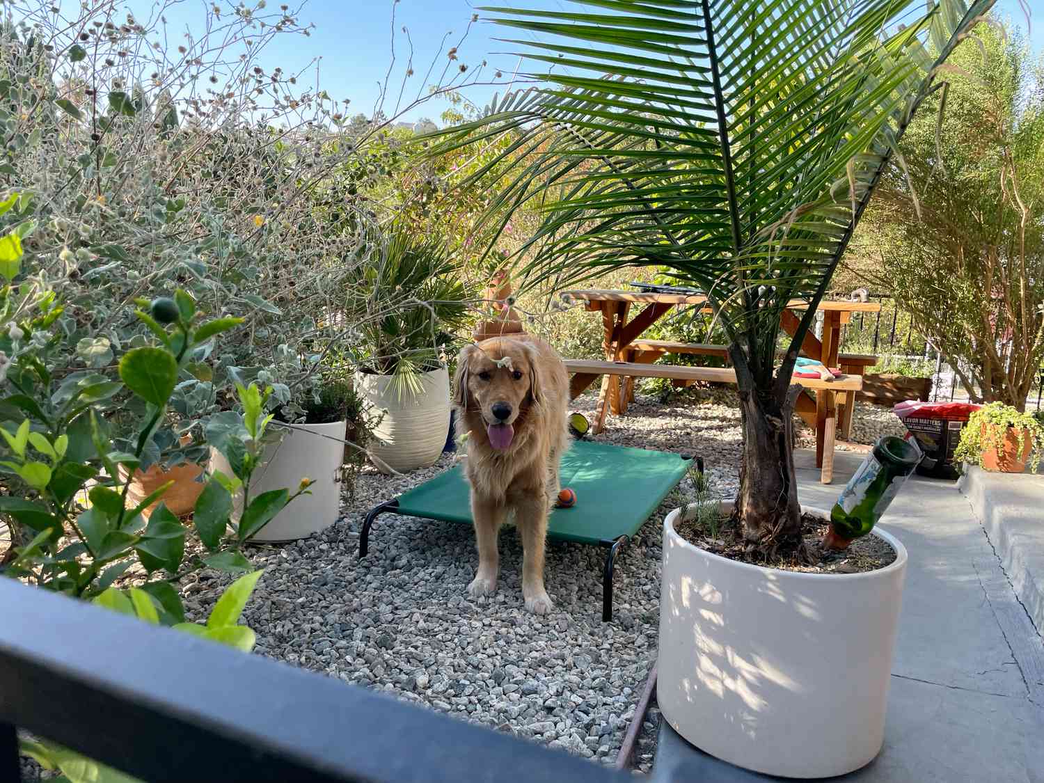 亚马逊基础冷却Elevated Pet Bed