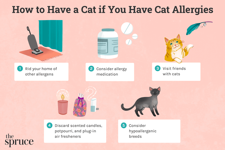 如果你对猫过敏，怎么养猫