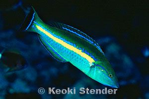 雄性铅笔濑鱼(Pseudojuloides cerasinus)