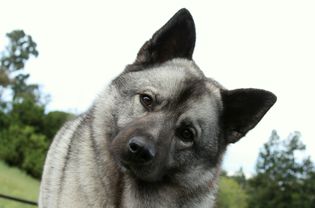 挪威猎鹿犬肖像;挪威人的狗的名字