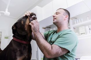 兽医正在检查狗的牙齿。