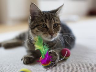 猫玩具