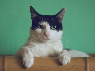 A black and white cat on a green background