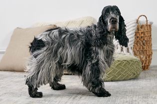 英国可卡犬站在室内的侧面