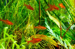 School of Ember Tetras Hyphessobrycon amandae