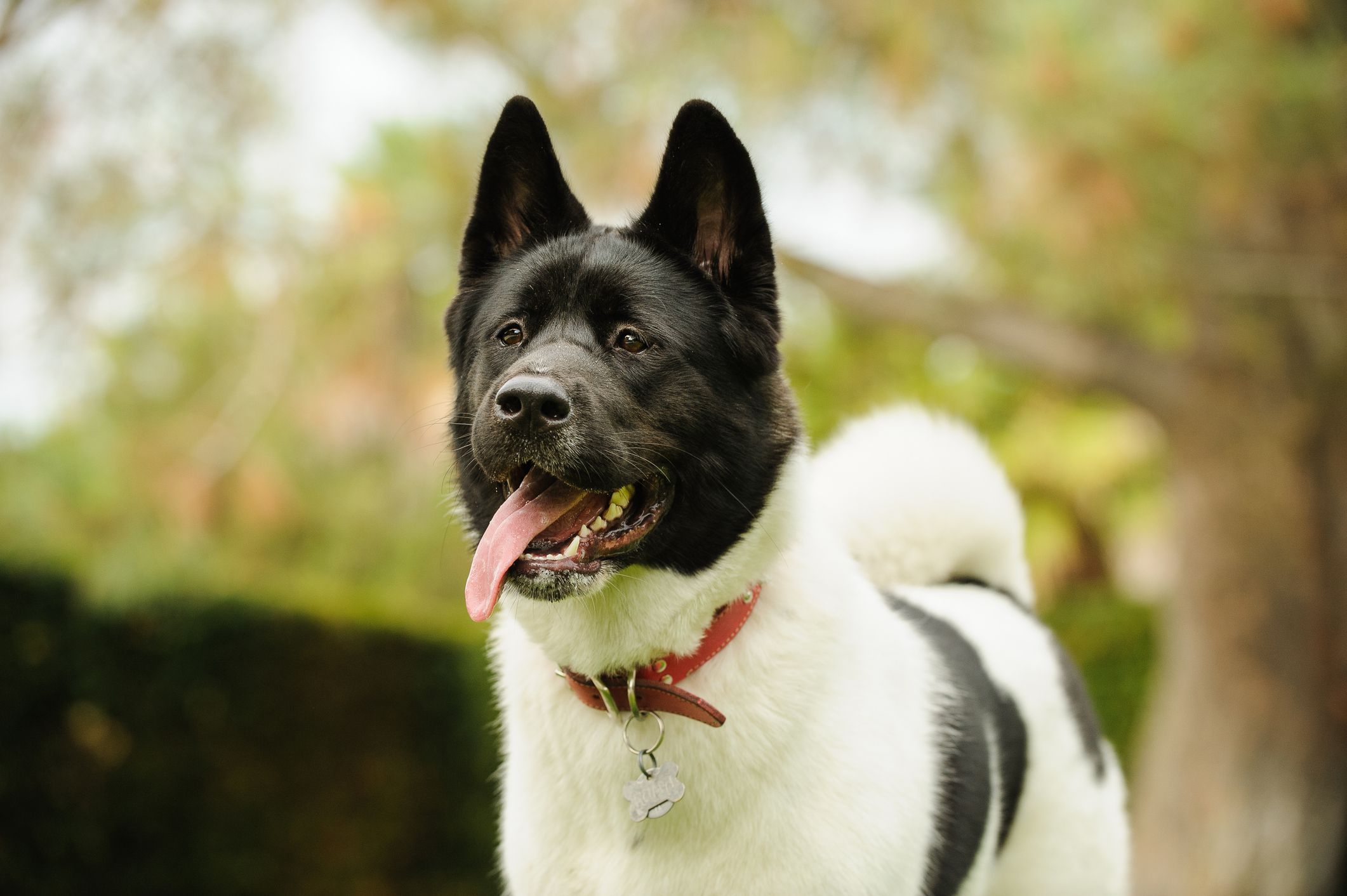 秋田犬