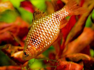 Puntius conchonius -玫瑰倒钩