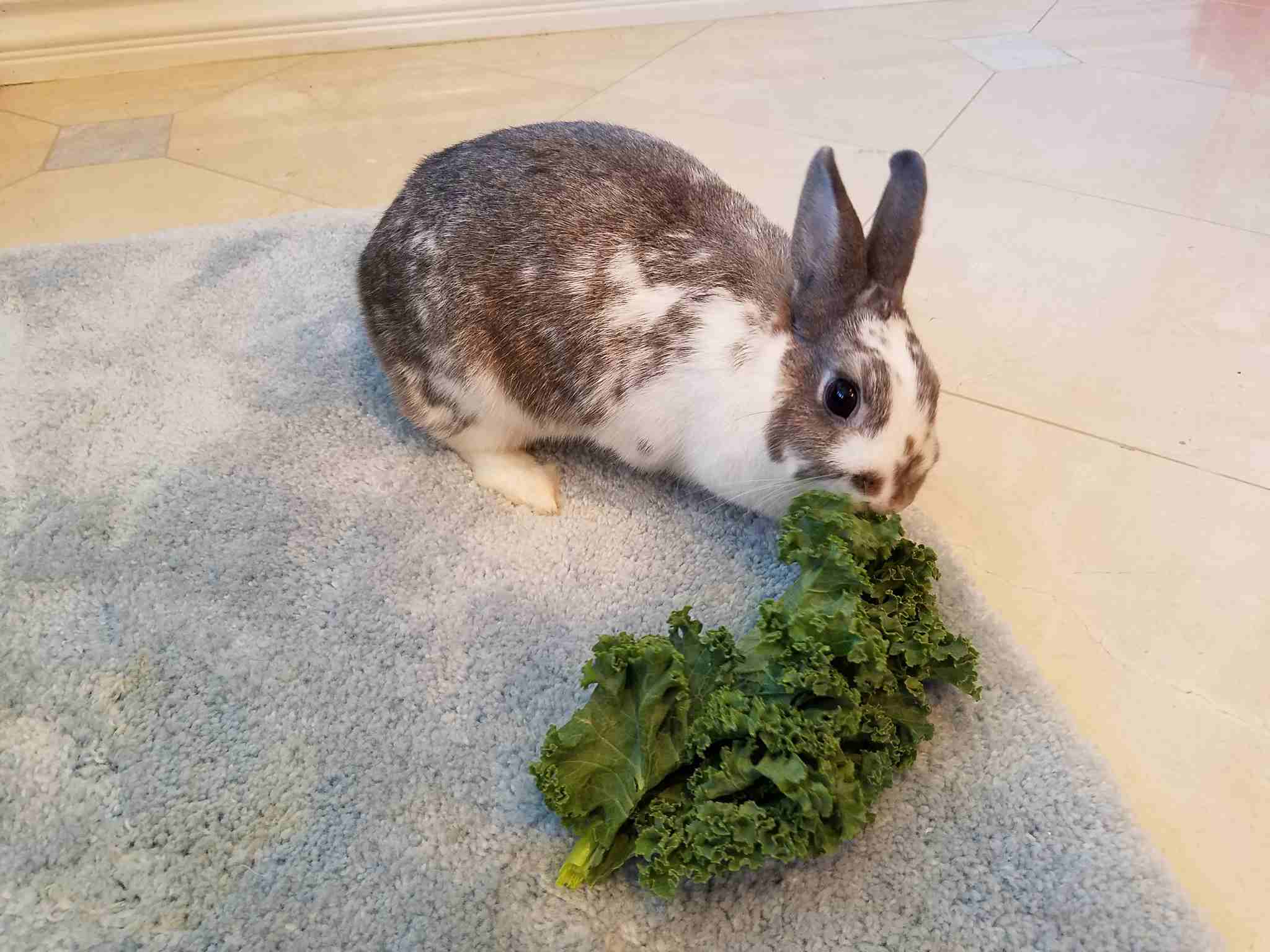 兔子的生殖器