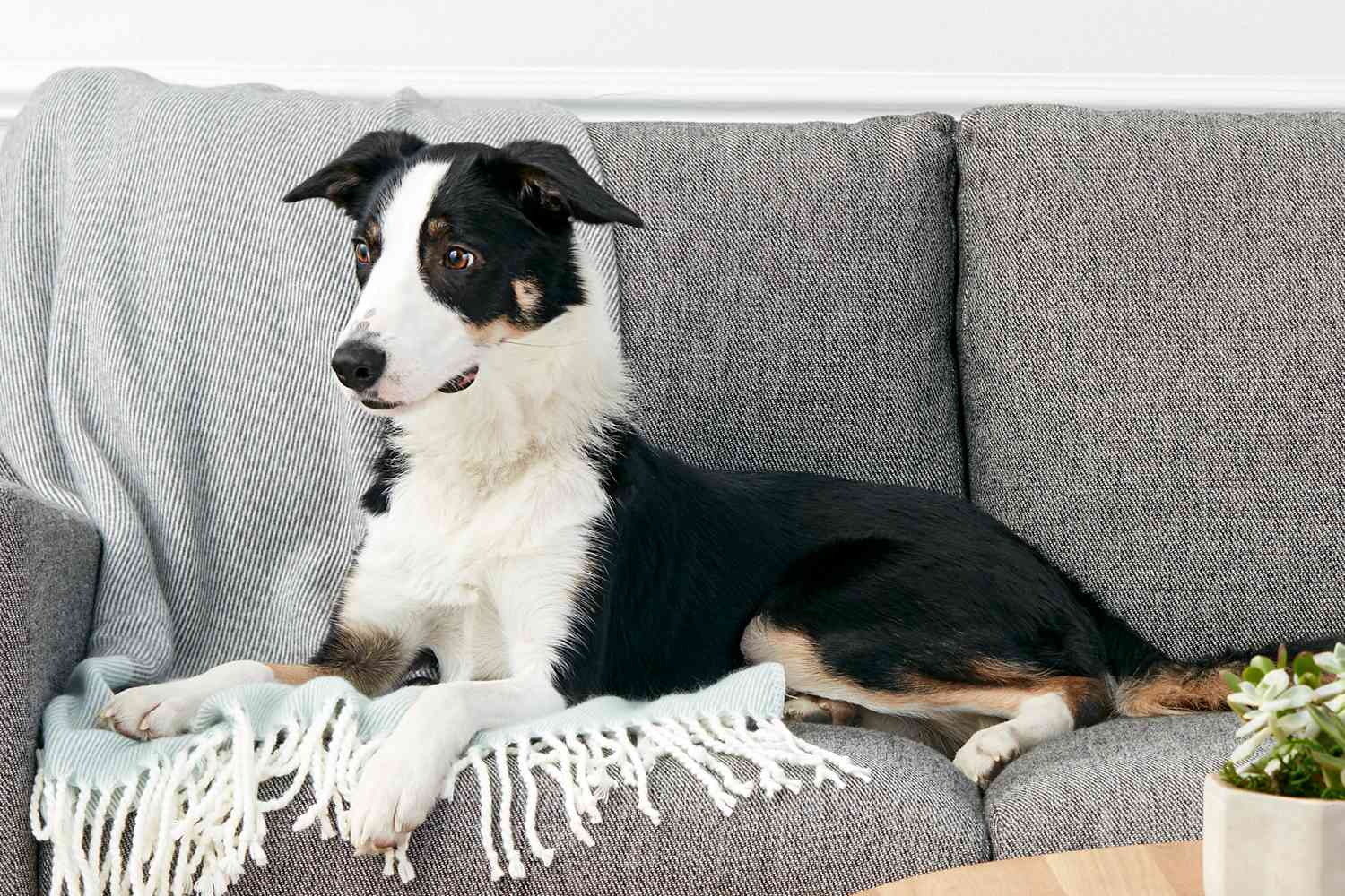 一只边境牧羊犬躺在沙发上