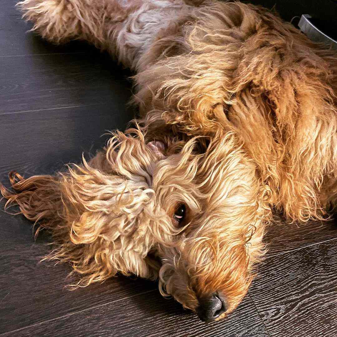 金毛狗的图片;Brodiethatdood Instagram