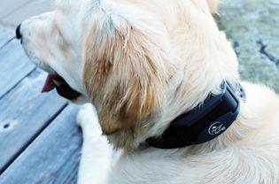 SportDOG FieldTrainer 425X训练项圈