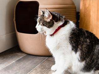 小猫在猫砂盒外面