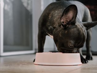 有斑纹的法国斗牛犬正在吃碗里的食物