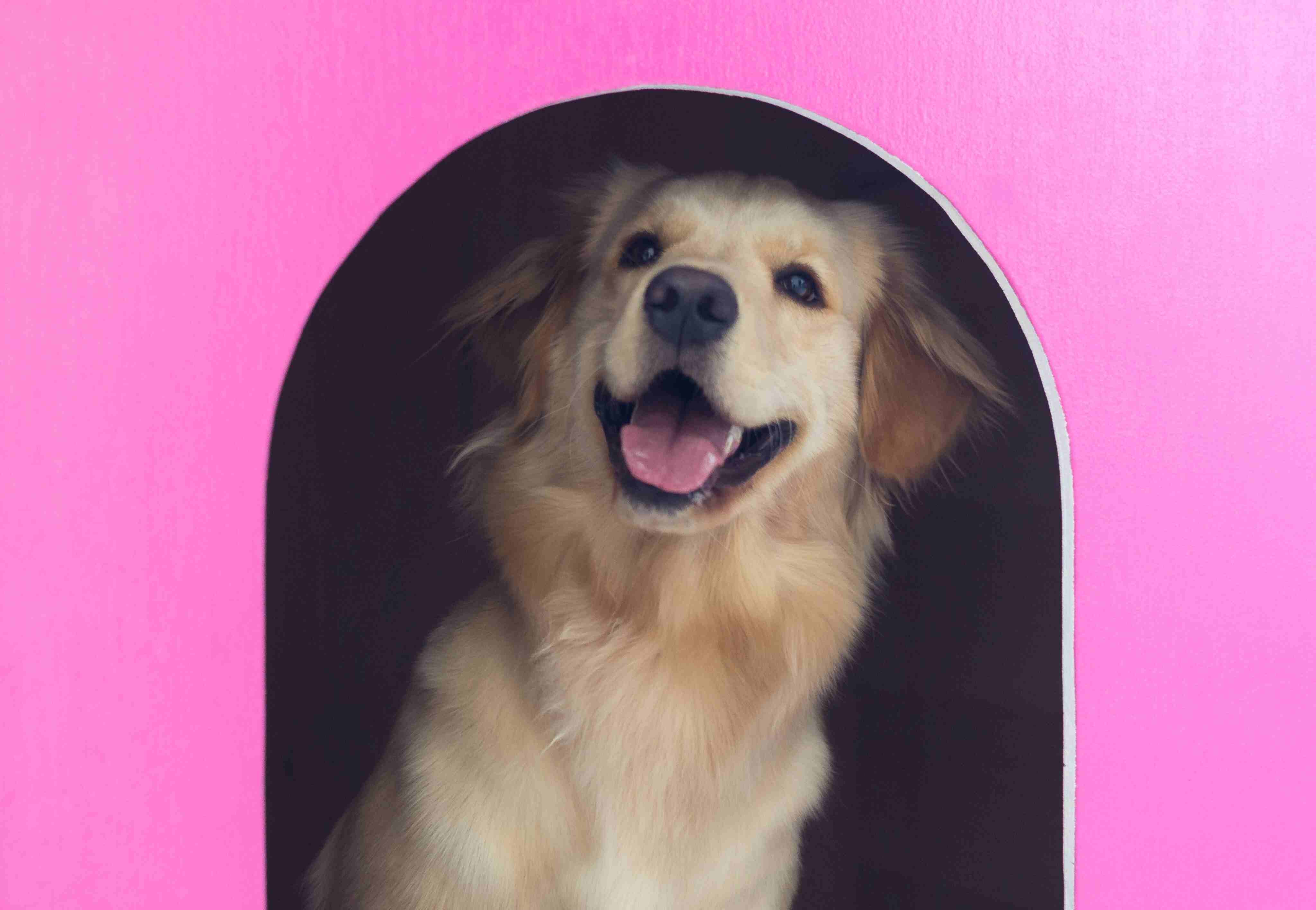 在粉色犬舍的狗的特写