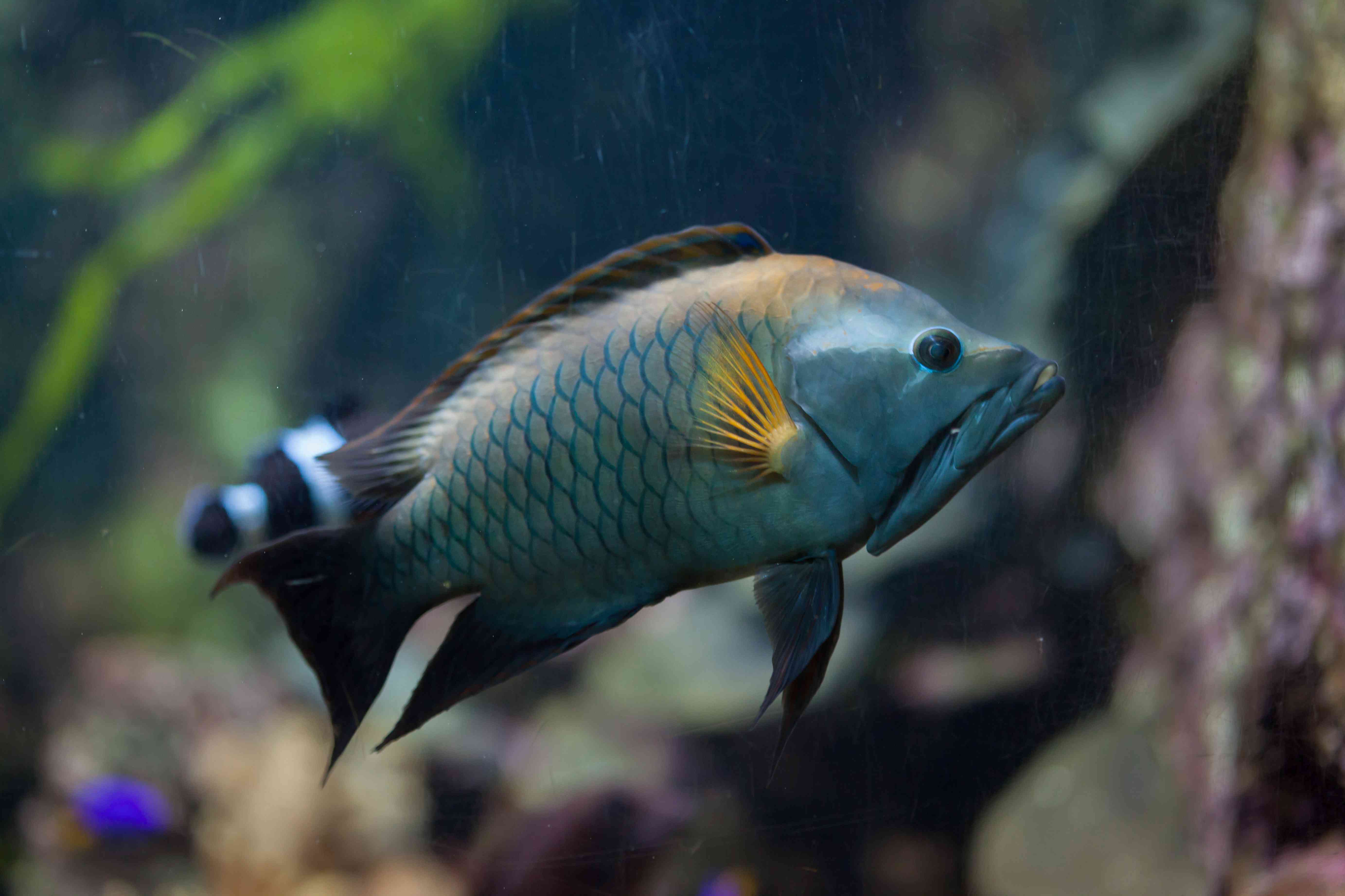 弓颚濑鱼(Epibulus insiator)。