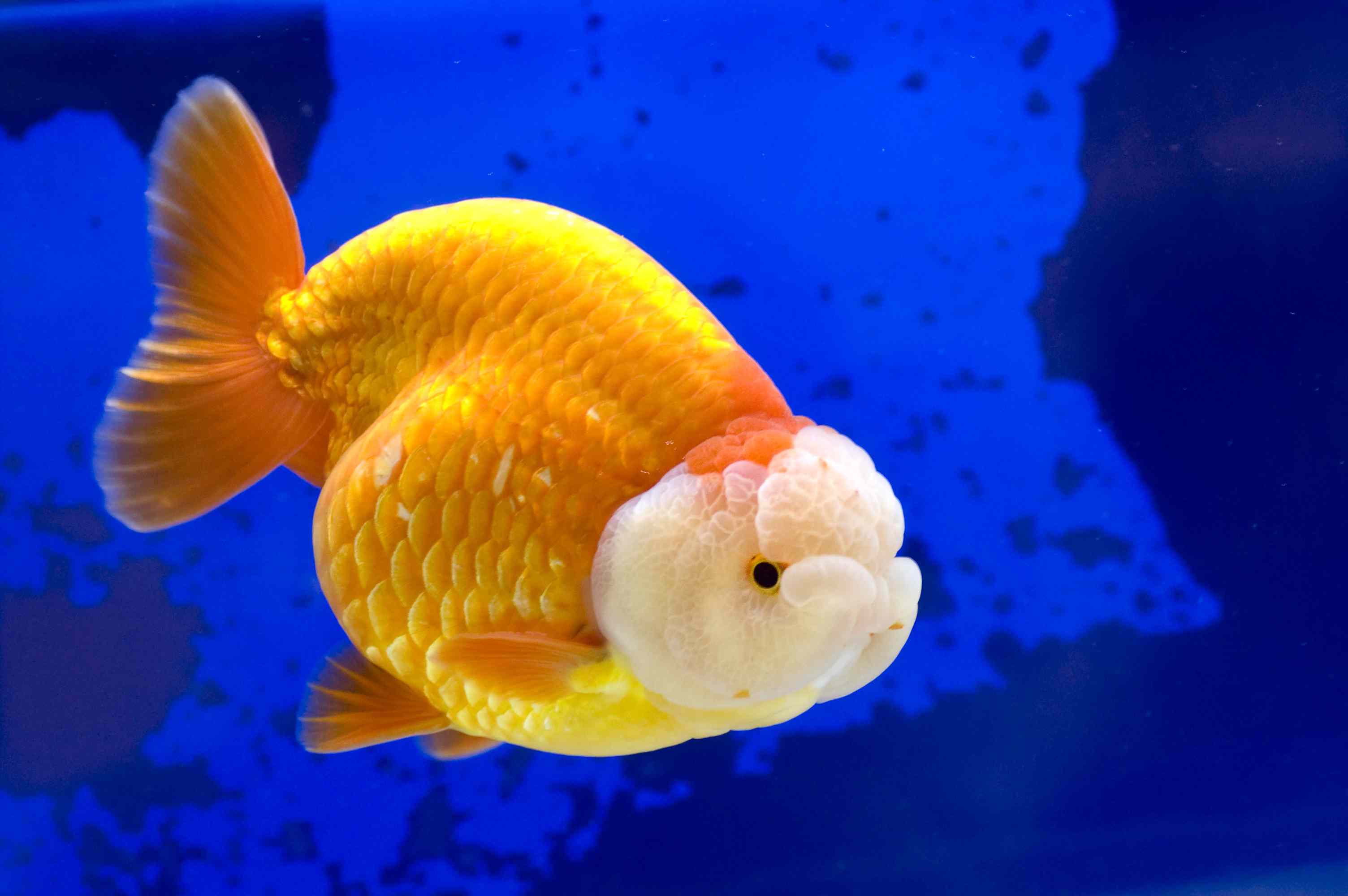 水族箱里的兰楚金鱼