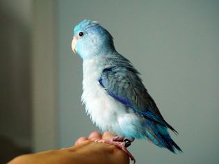太平洋parrotlet
