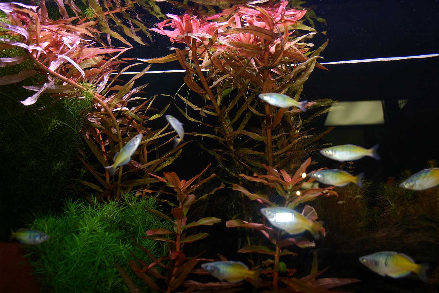 植物植物的植物和植物的数量