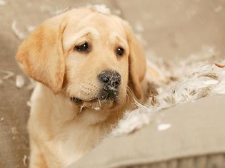 金毛犬小狗坐在沙发上被枕头羽毛覆盖
