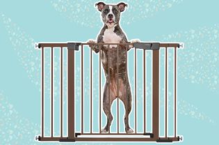 The Cumbor Auto-Close Pet Gate with a dog on a blue background
